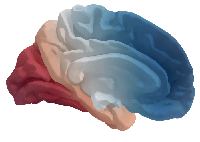 BrainModes Logo